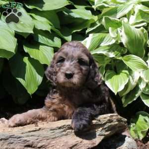 Max, Irish Doodle Puppy